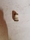 BAGUE Vicon