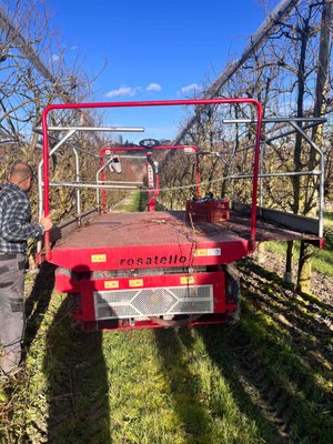 Arboriculture - autre Rosatello COLUMBIA MINI