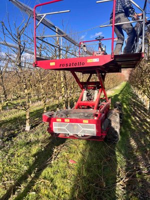Arboriculture - autre Rosatello COLUMBIA MINI