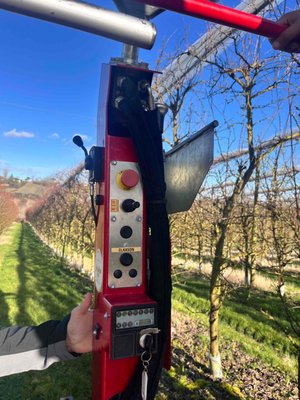 Arboriculture - autre Rosatello COLUMBIA MINI