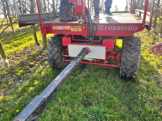 Arboriculture - autre Rosatello COLUMBIA MINI
